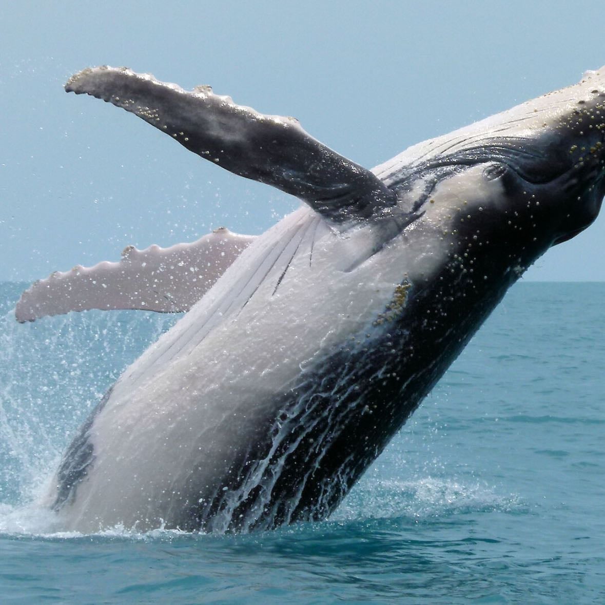 Whales ๐ ๐ณ - Big back breeds