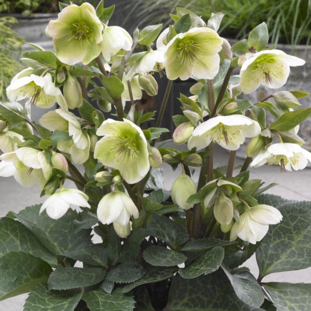 Hellebores