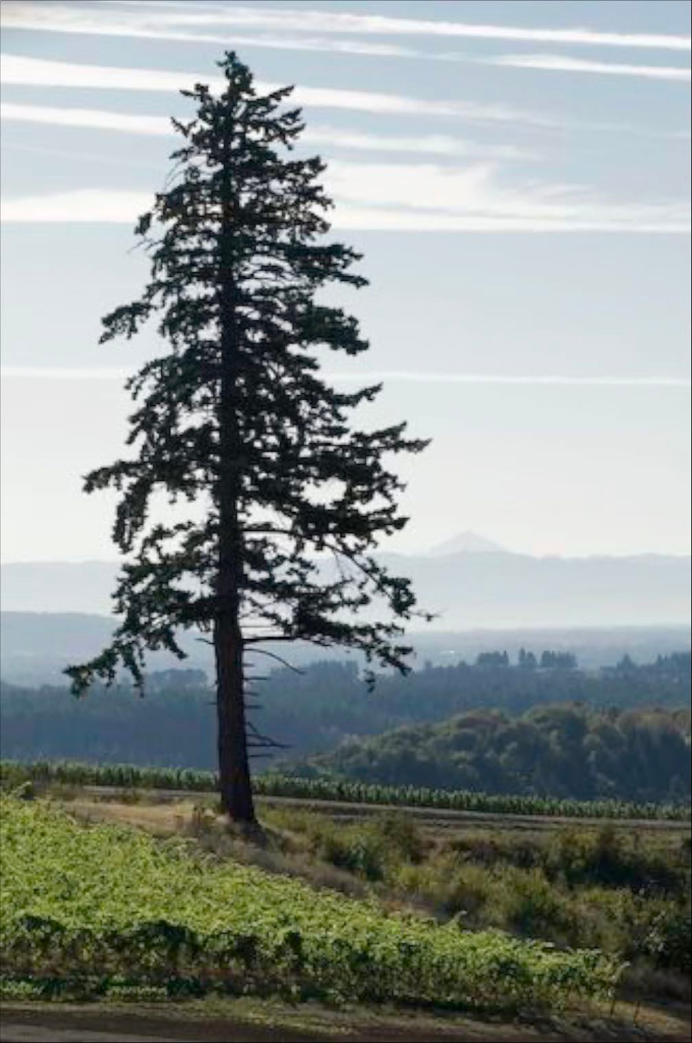 Douglas Fir