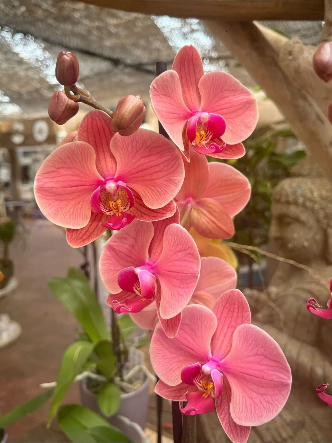 Orchids