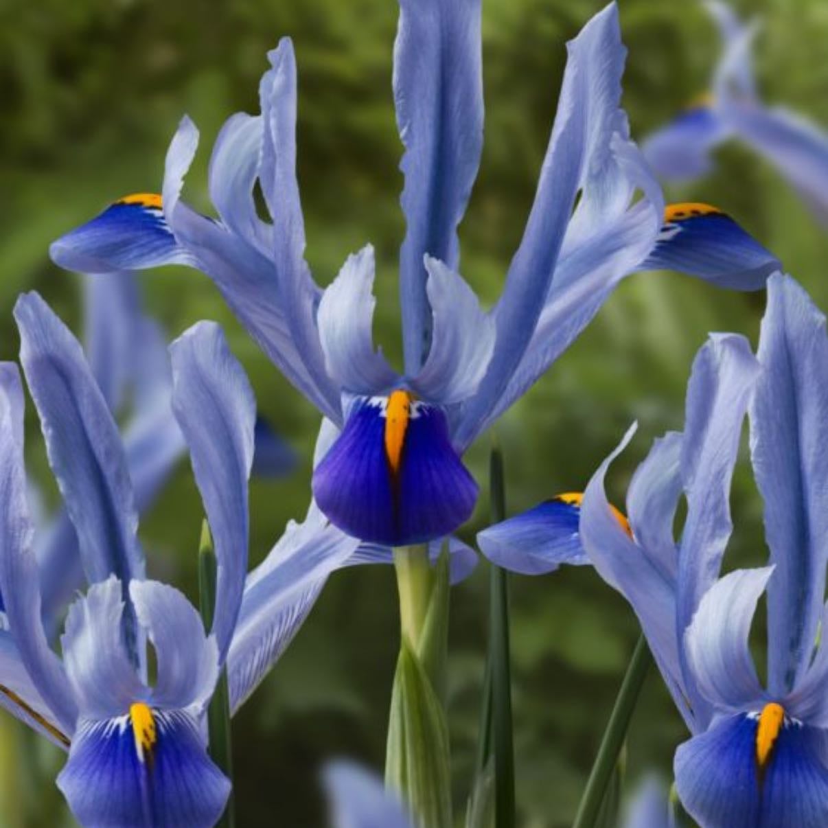 Iris