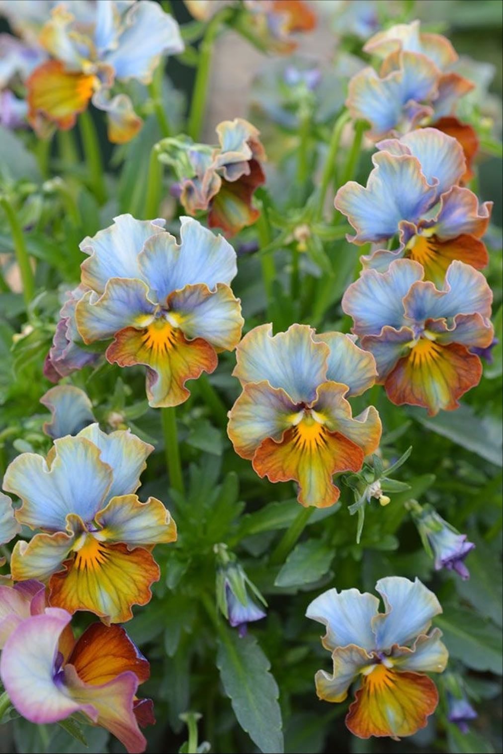 Pansies