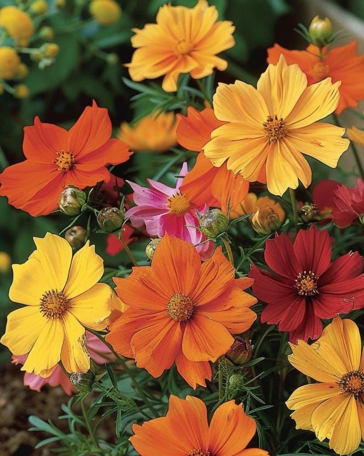 Cosmos