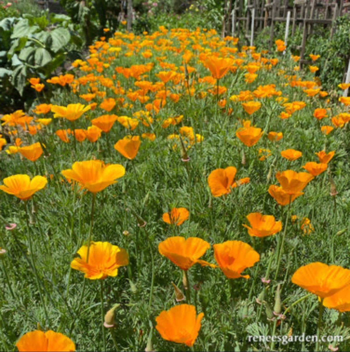 Poppy - Orange/red/…
