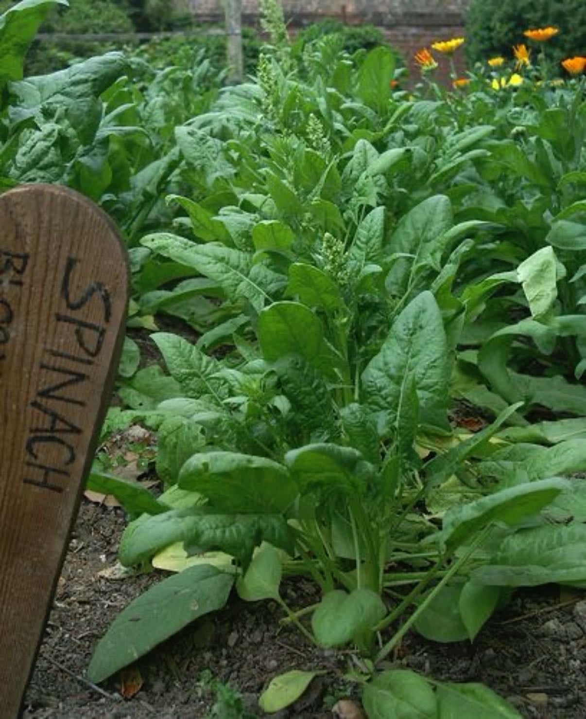 Spinach