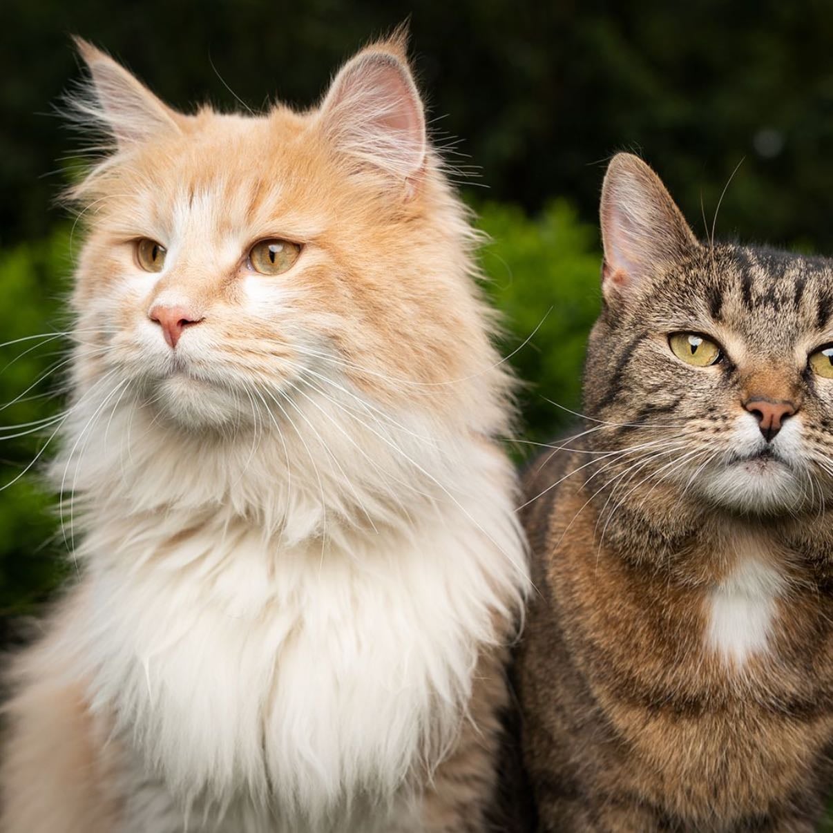 Cats
