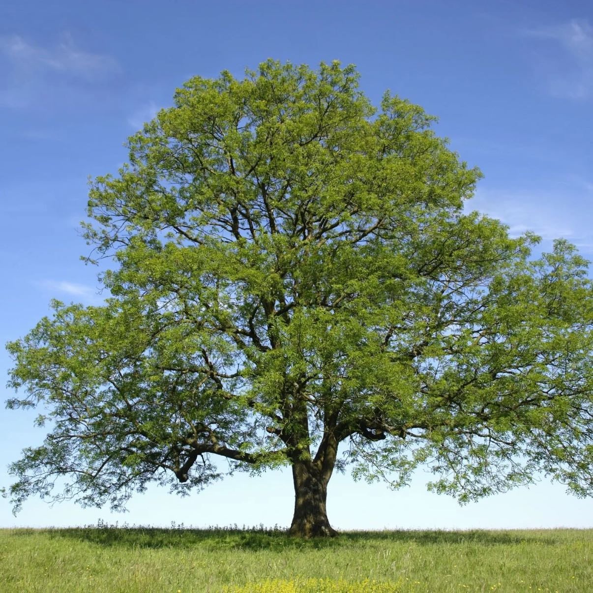 Ash trees