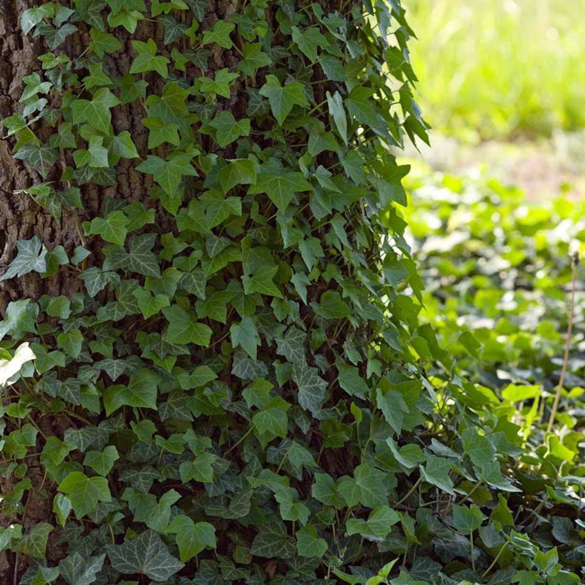 Ivy - Climbing