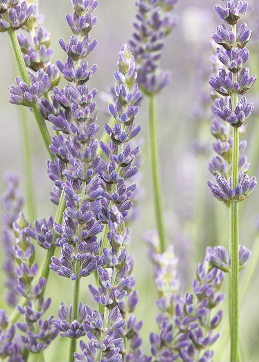 lavender