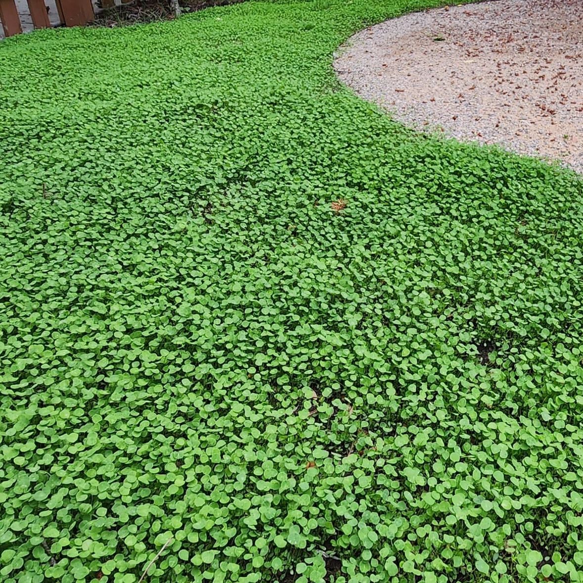 Clover - Ground covering