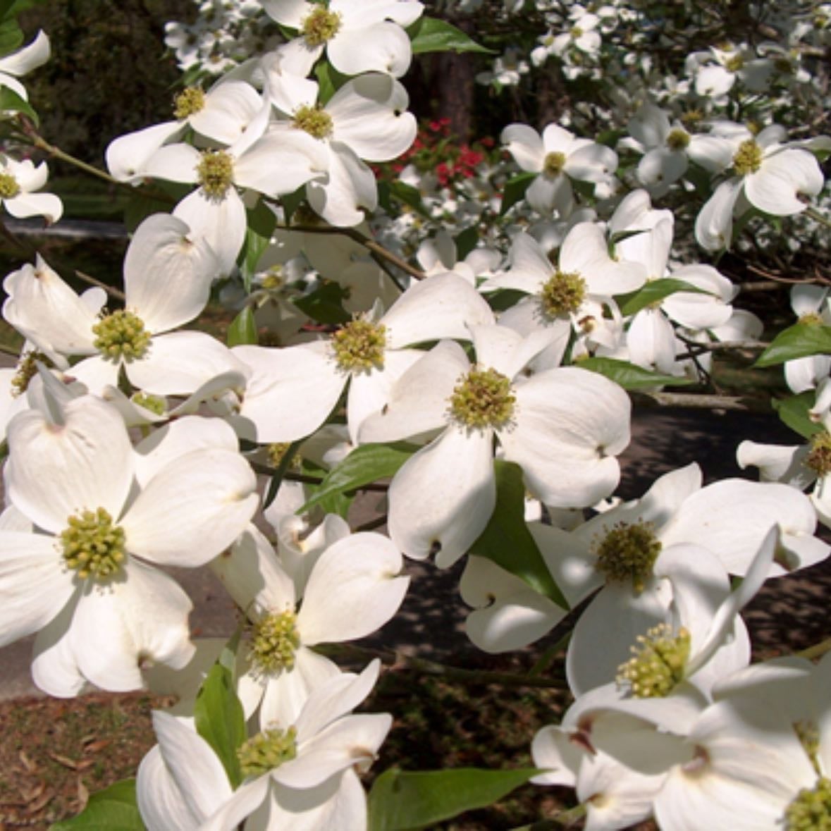 Dogwoods - White or pink