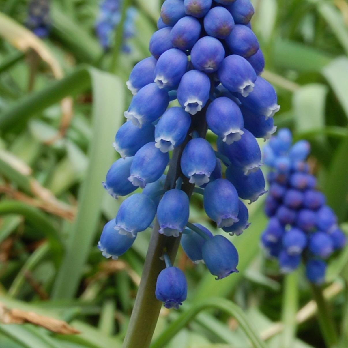 Grape hyacinths