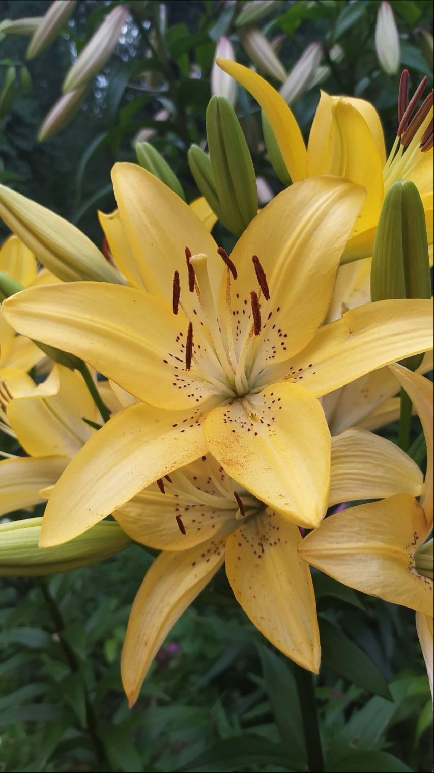Yellow lilies