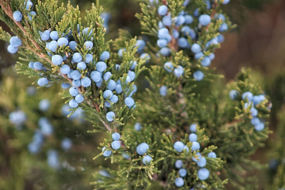 Winter Juniper Berries