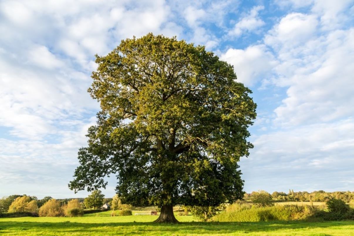 english oak