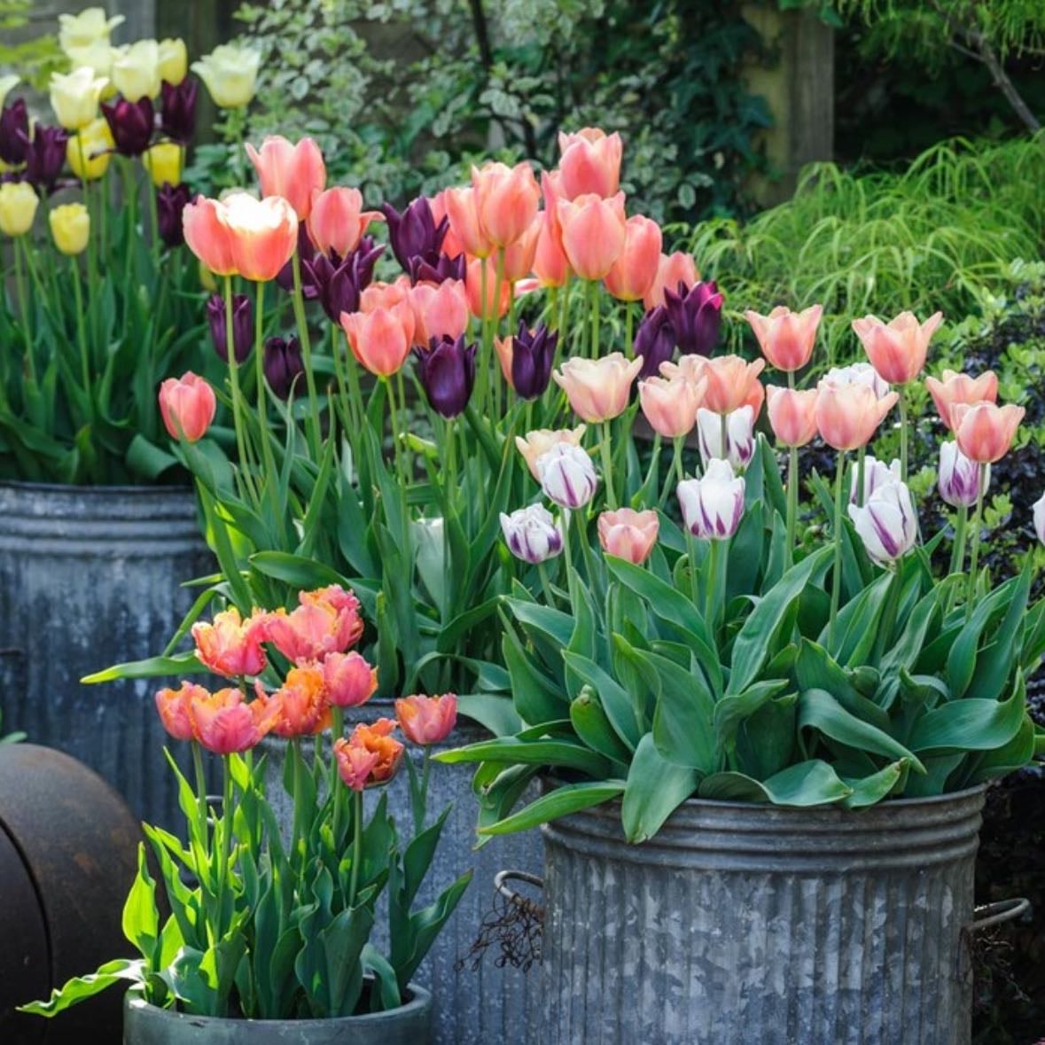 Tulips - Ruffled and unruffled