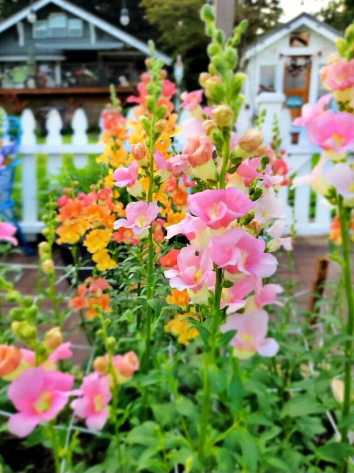 Snapdragons