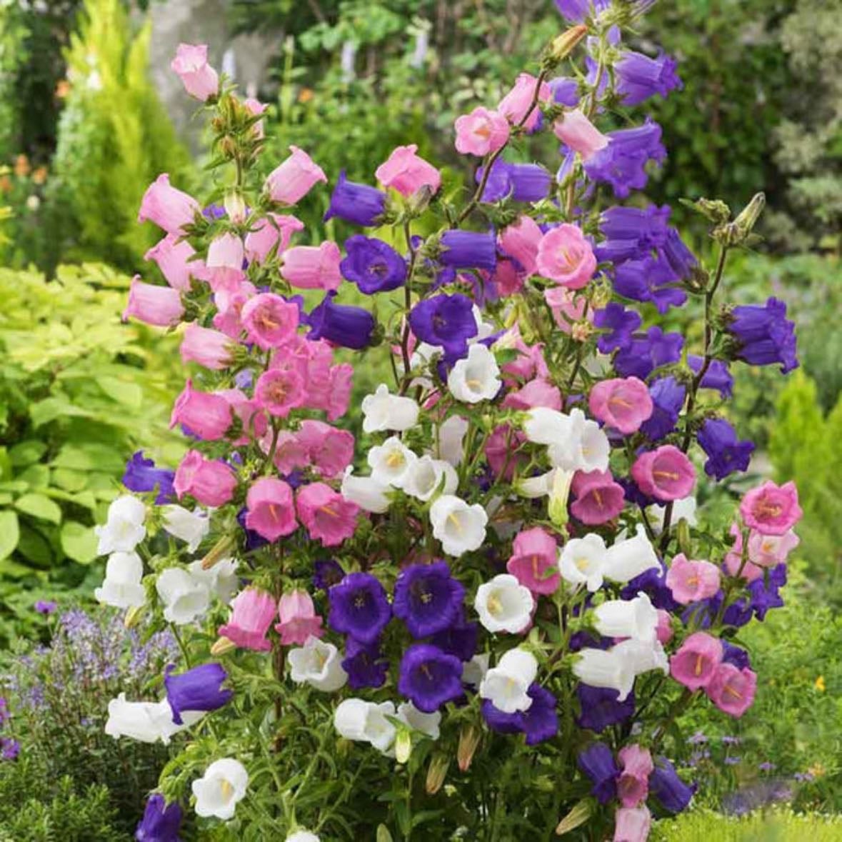 Campanula - ADORABLE