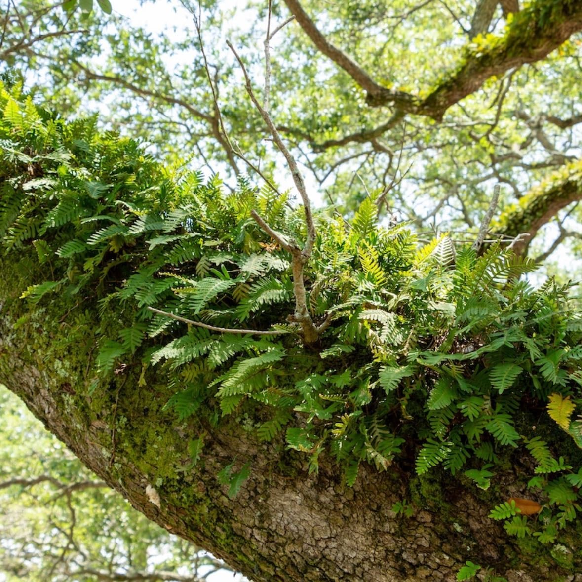 Fern - Medium