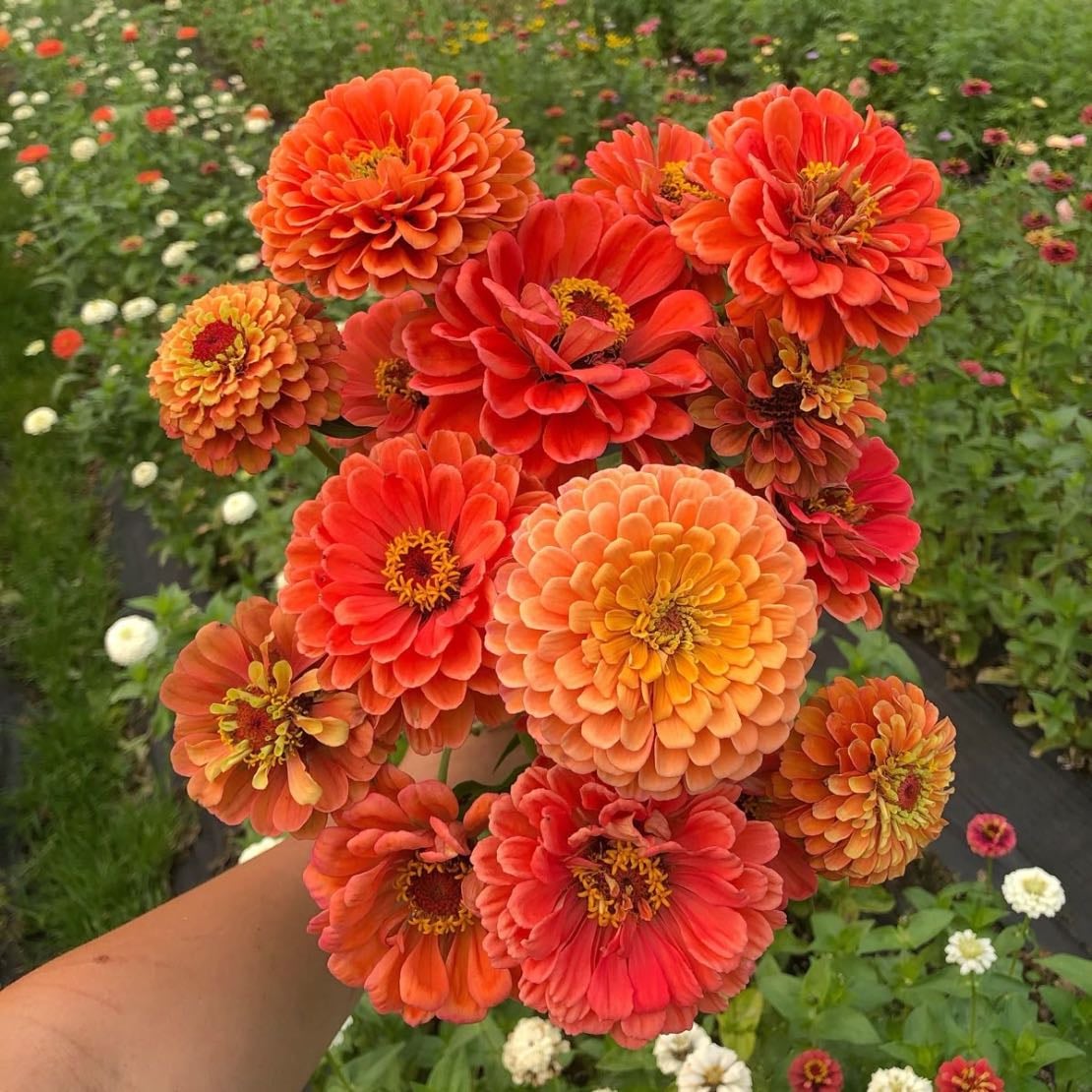 Zinnias