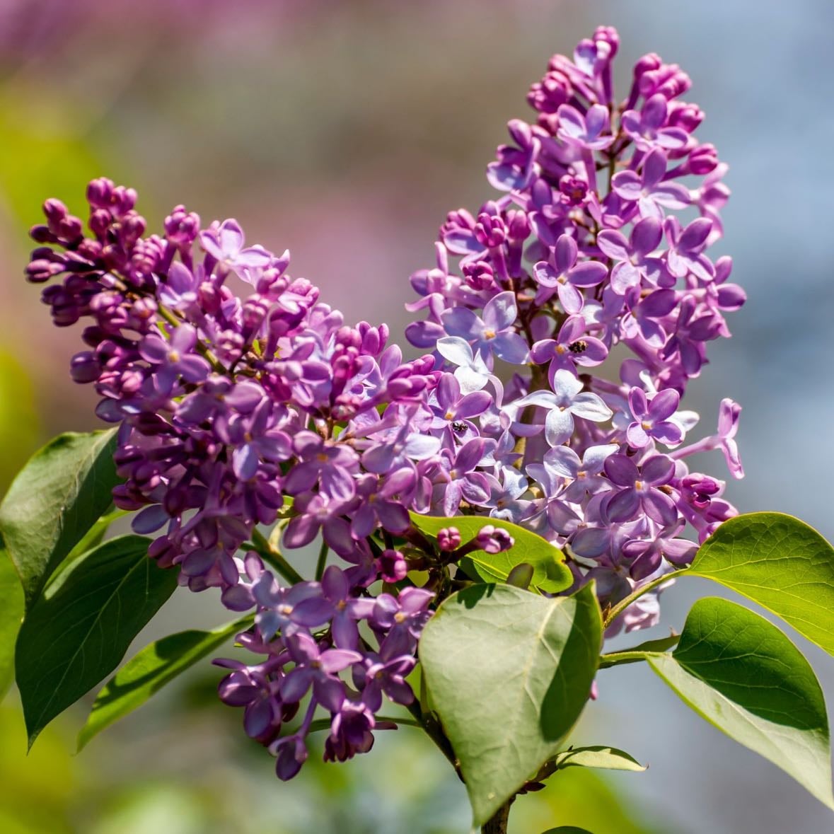 Lilacs - Daddys fav