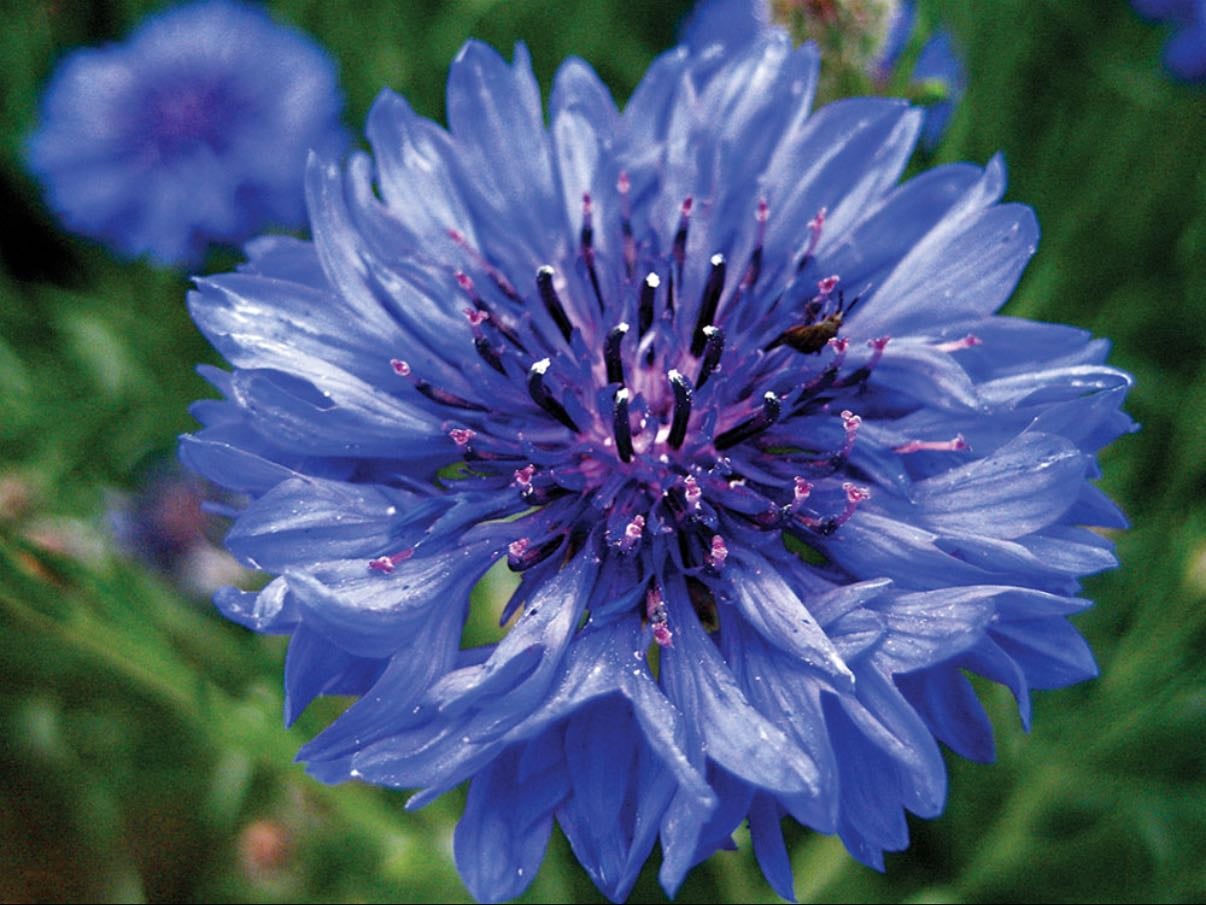 Corn flowers