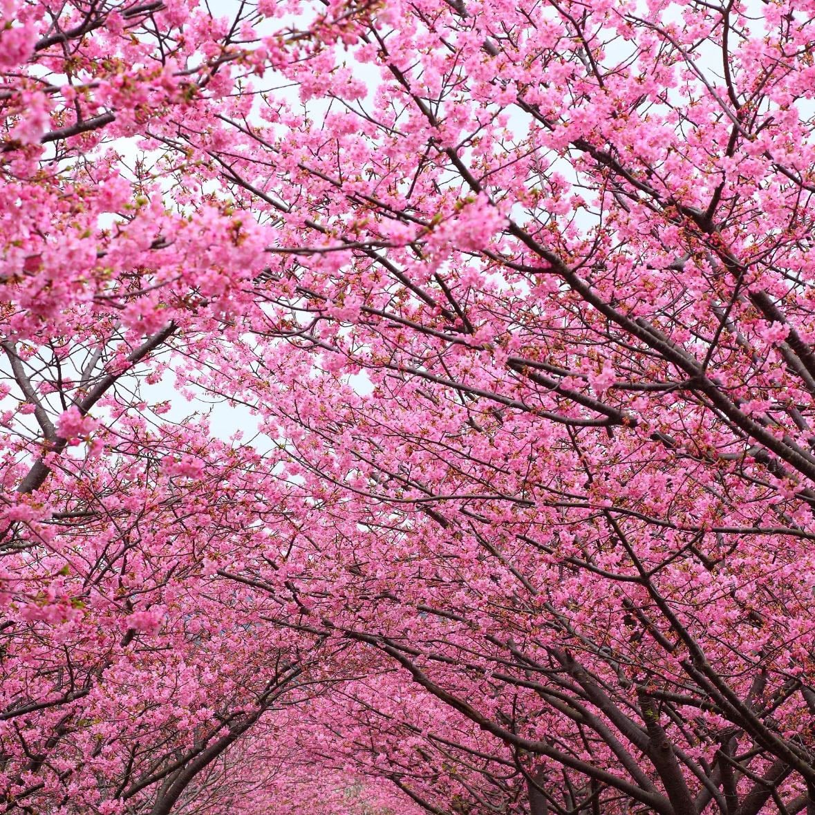 Cherry trees