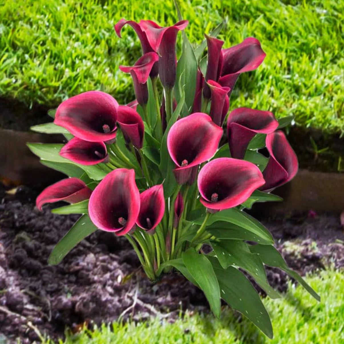 Calla lillies