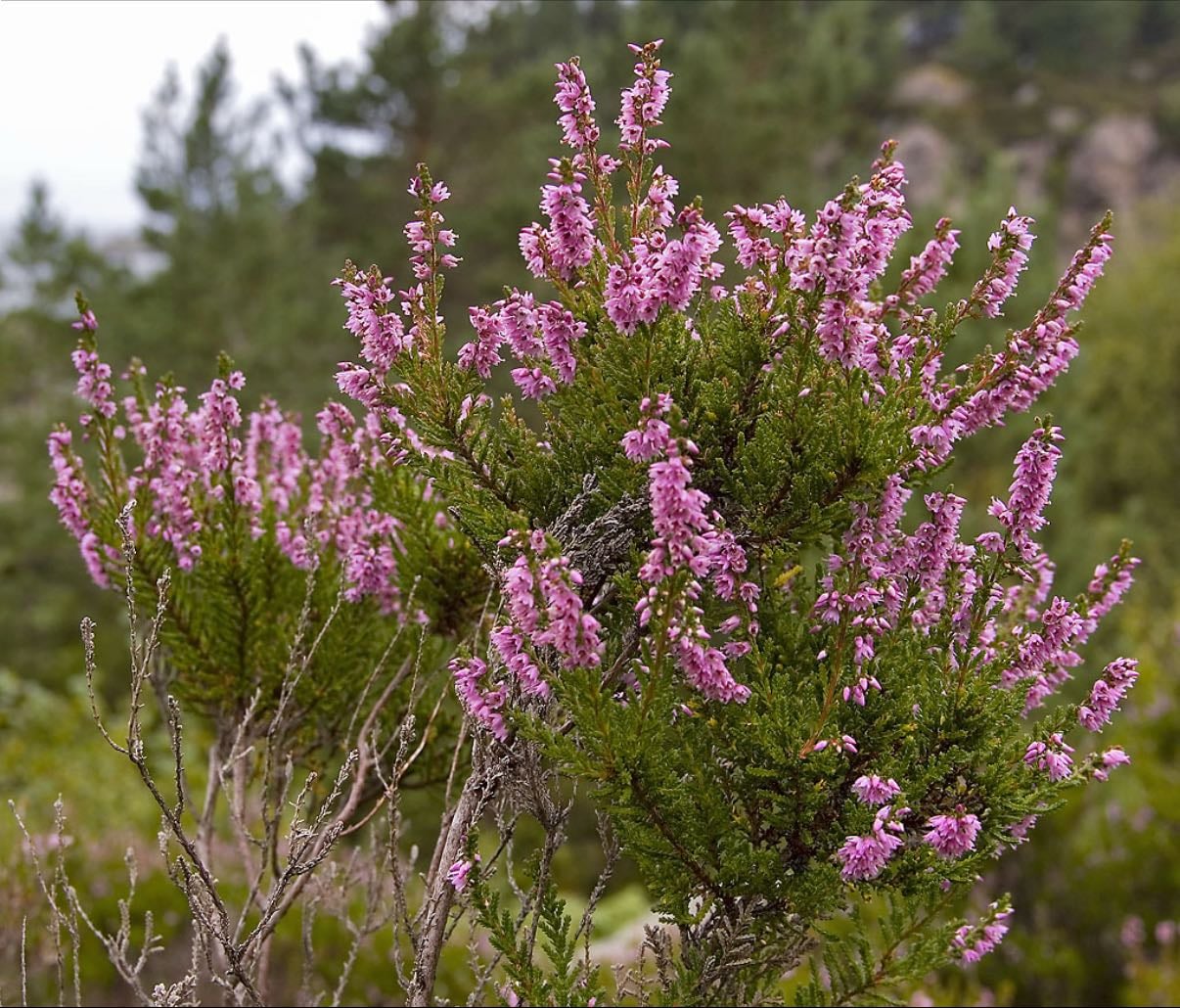 Heather
