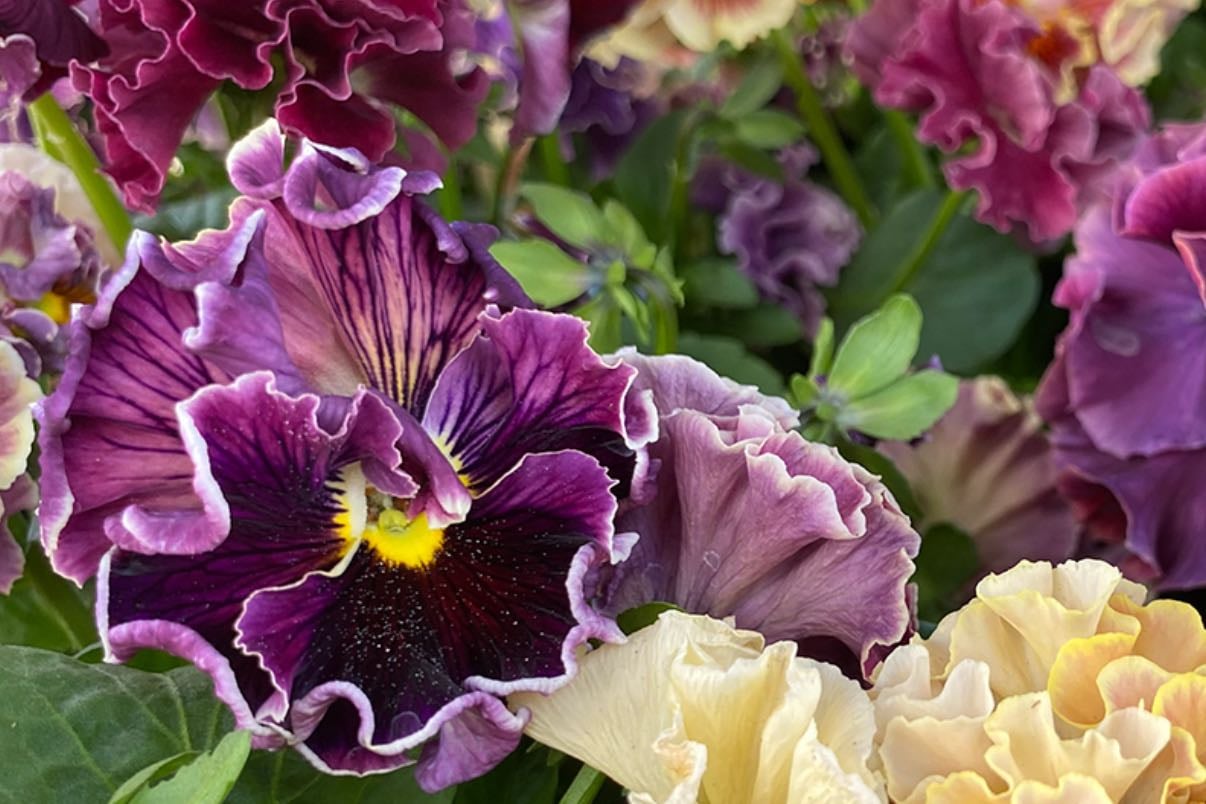 Pansies