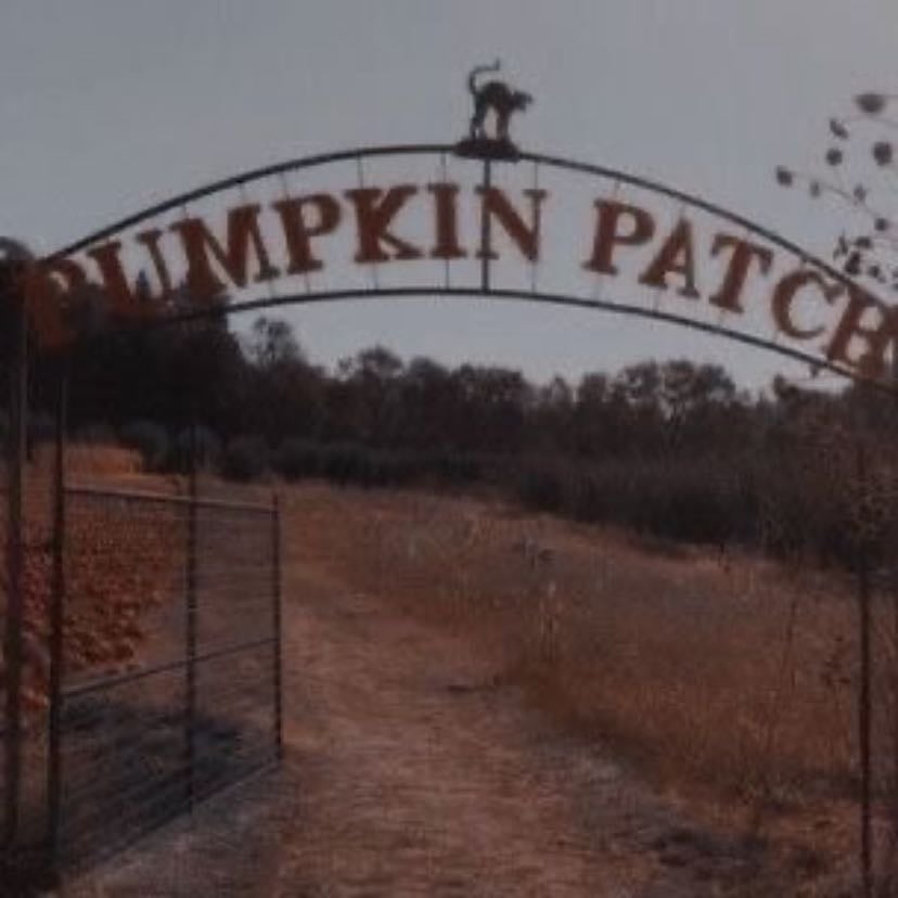 pumpkin patch