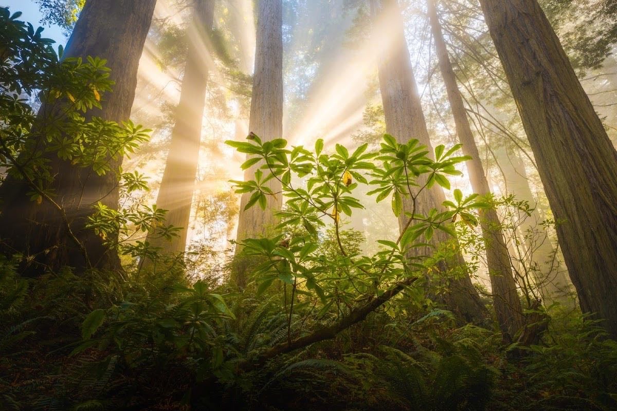 Redwoods