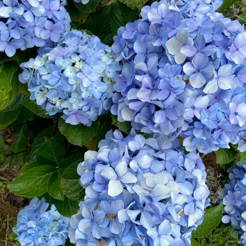 Hortensias azules