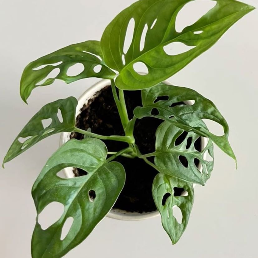 Monstera adansonii