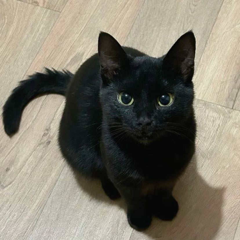 Gatitos