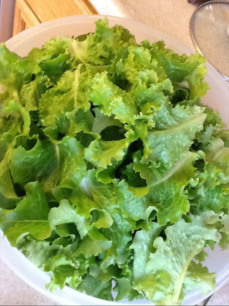 lettuce