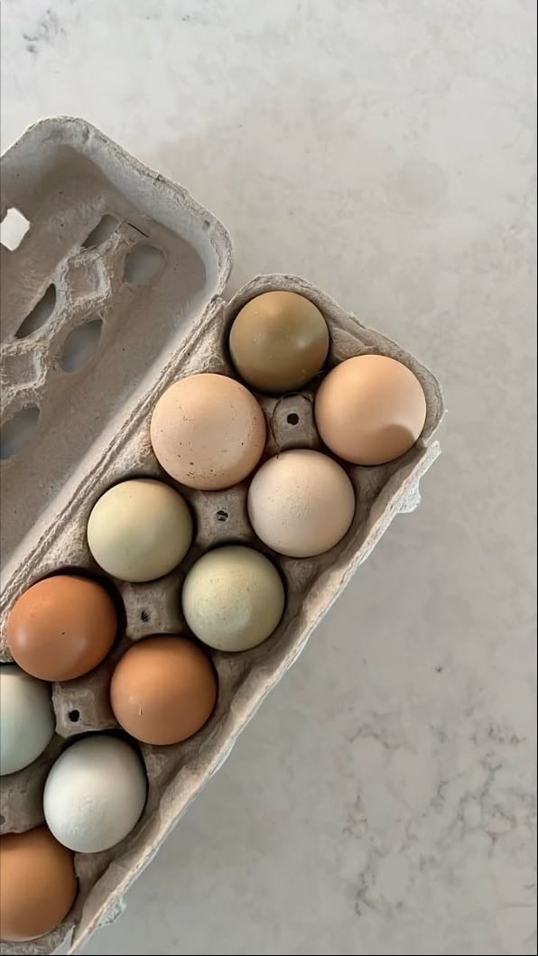 eggs