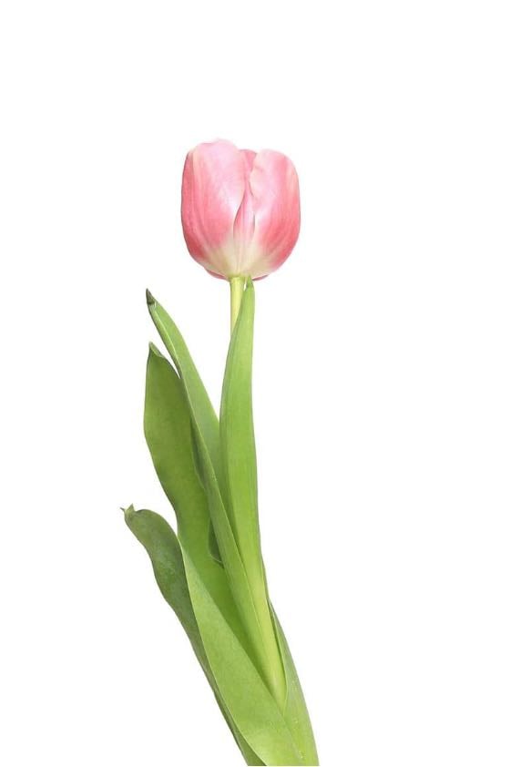 tulip
