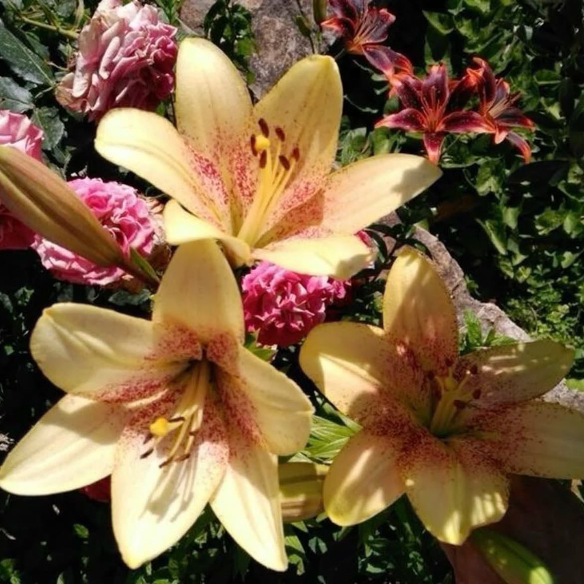 Flowers