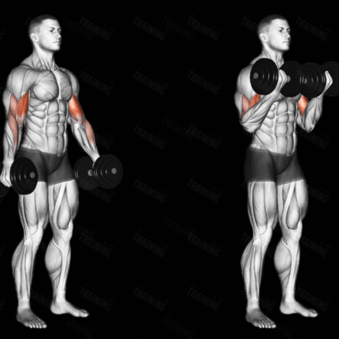 Curls biceps - Las repeticiones que más pueda.