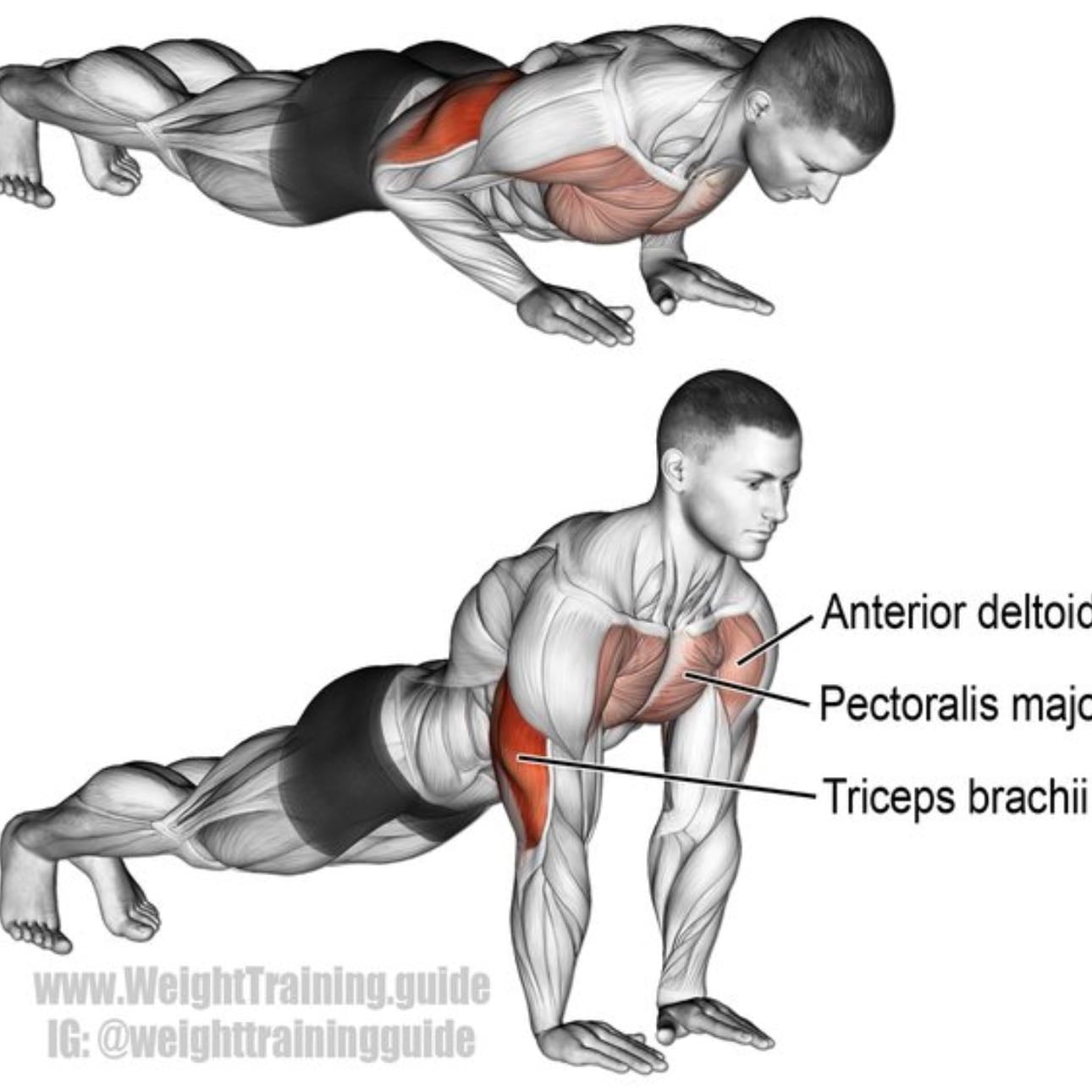Tricep push ups - Tricep