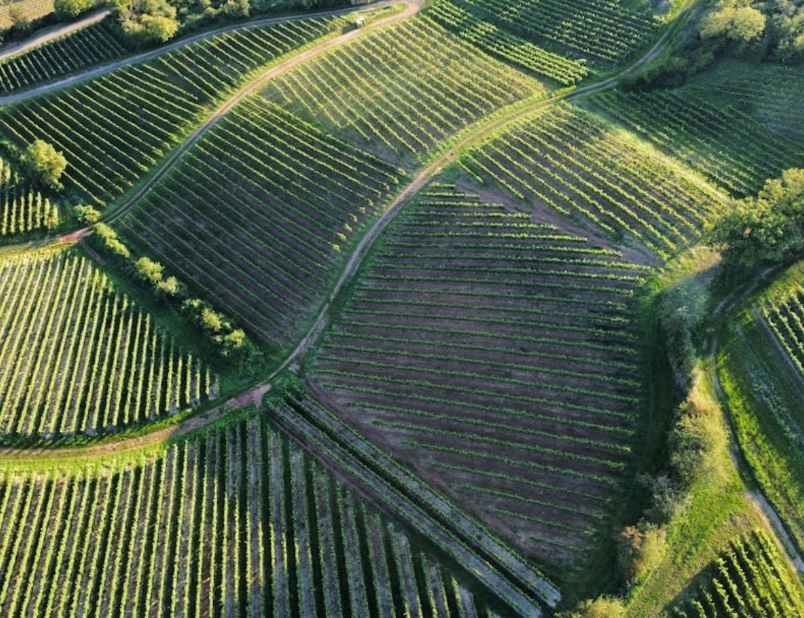 Best white wines under 50€ - Products hypelist by Gonzalo