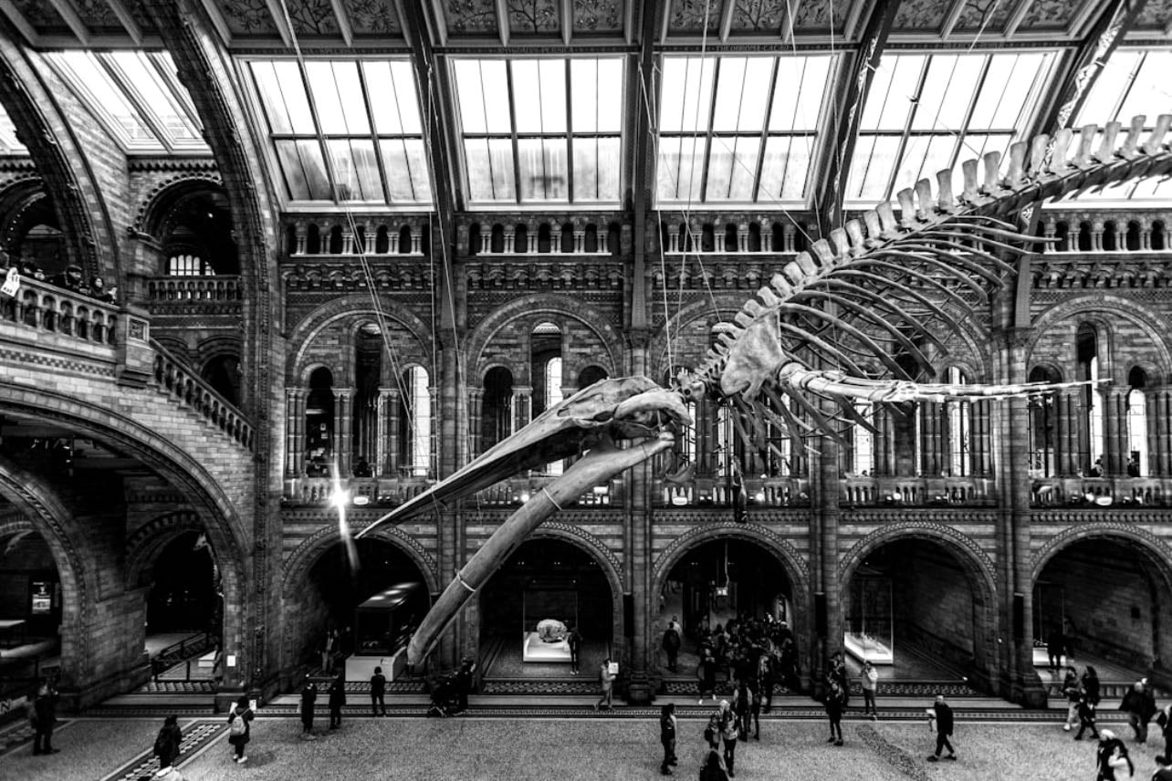 Museo de Historia Natural