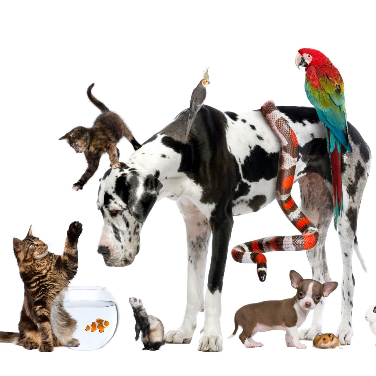 tell your pet not to answer the door before leaving - they’re guarding the house while you’re gone.