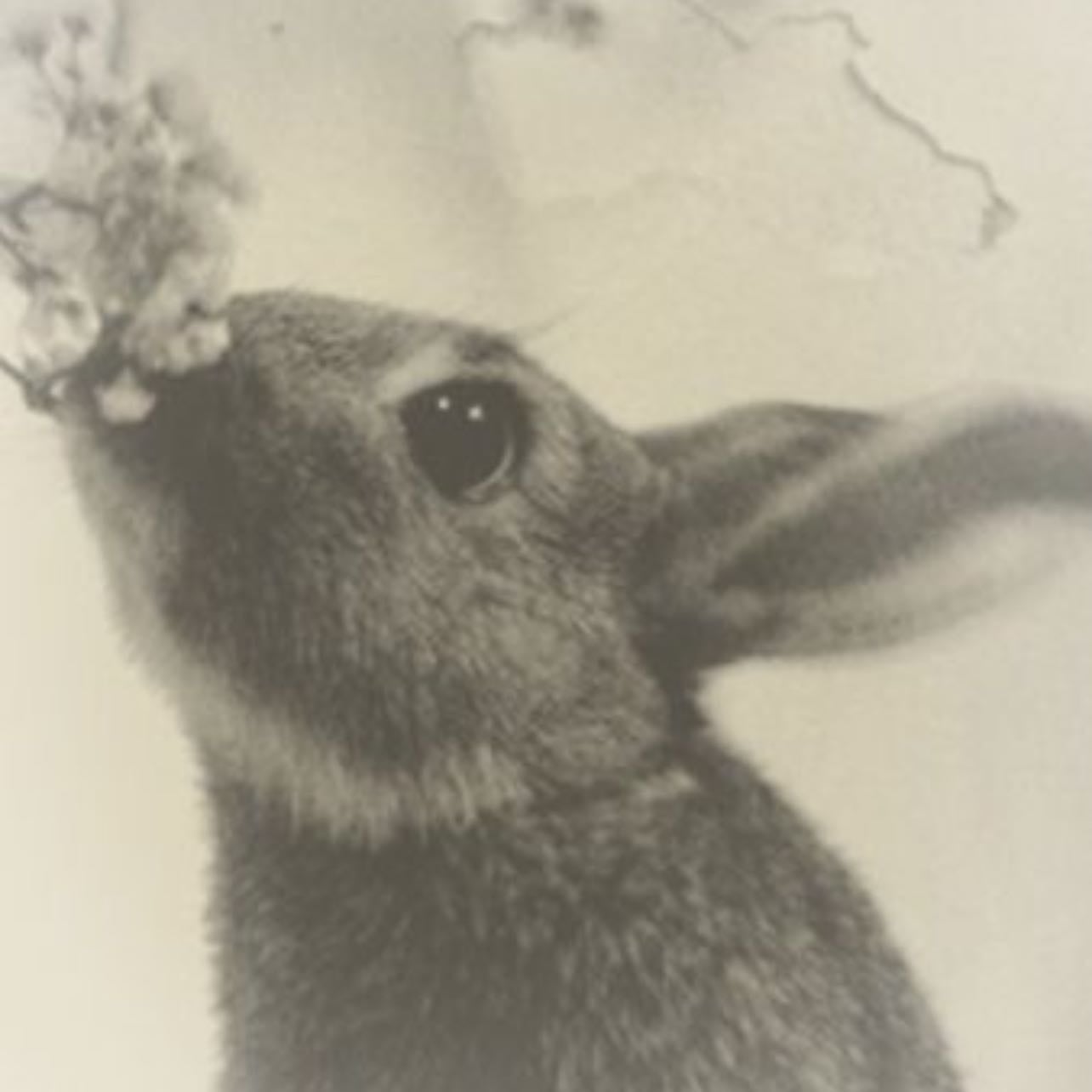 bunny - β O.