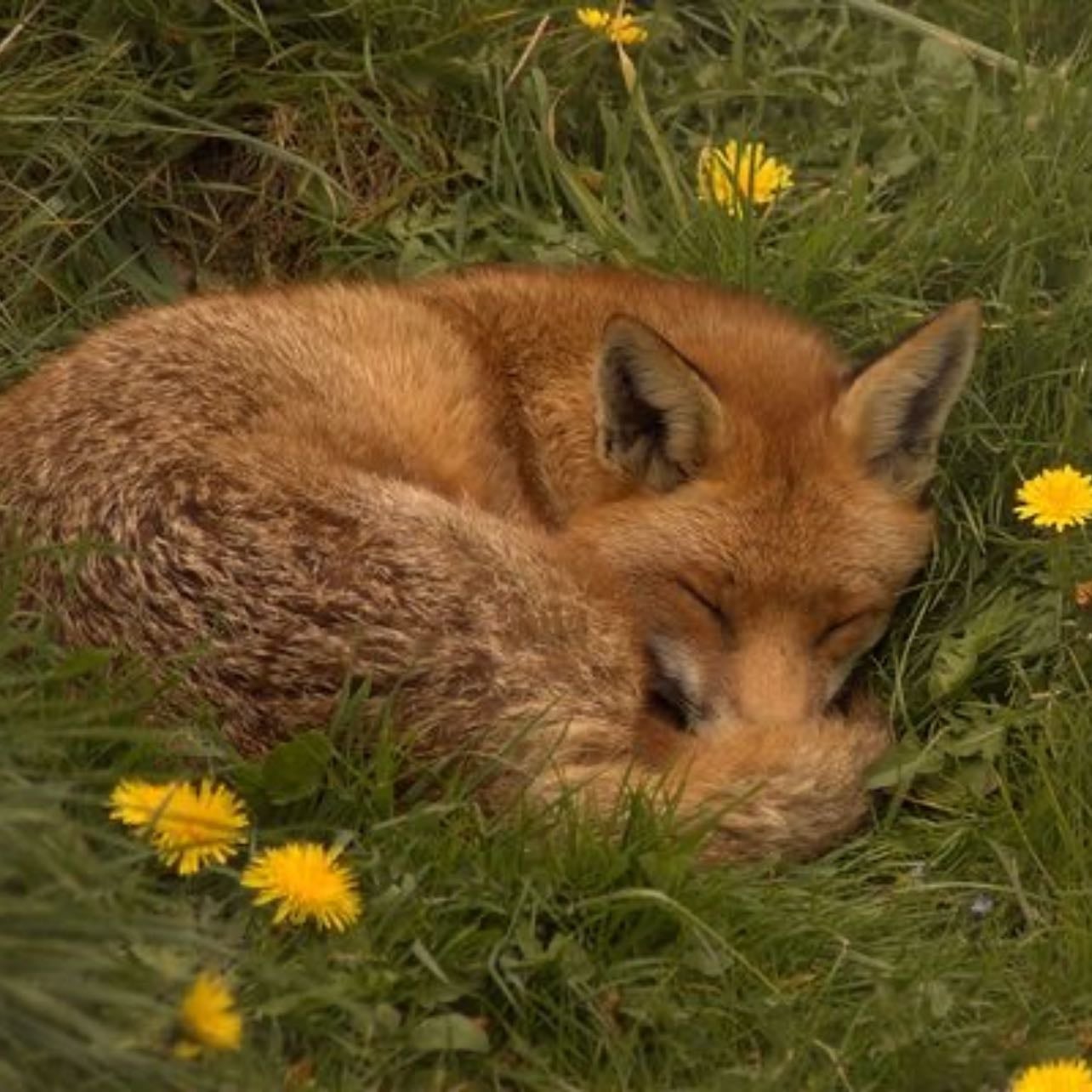 fox - β MY DAD.