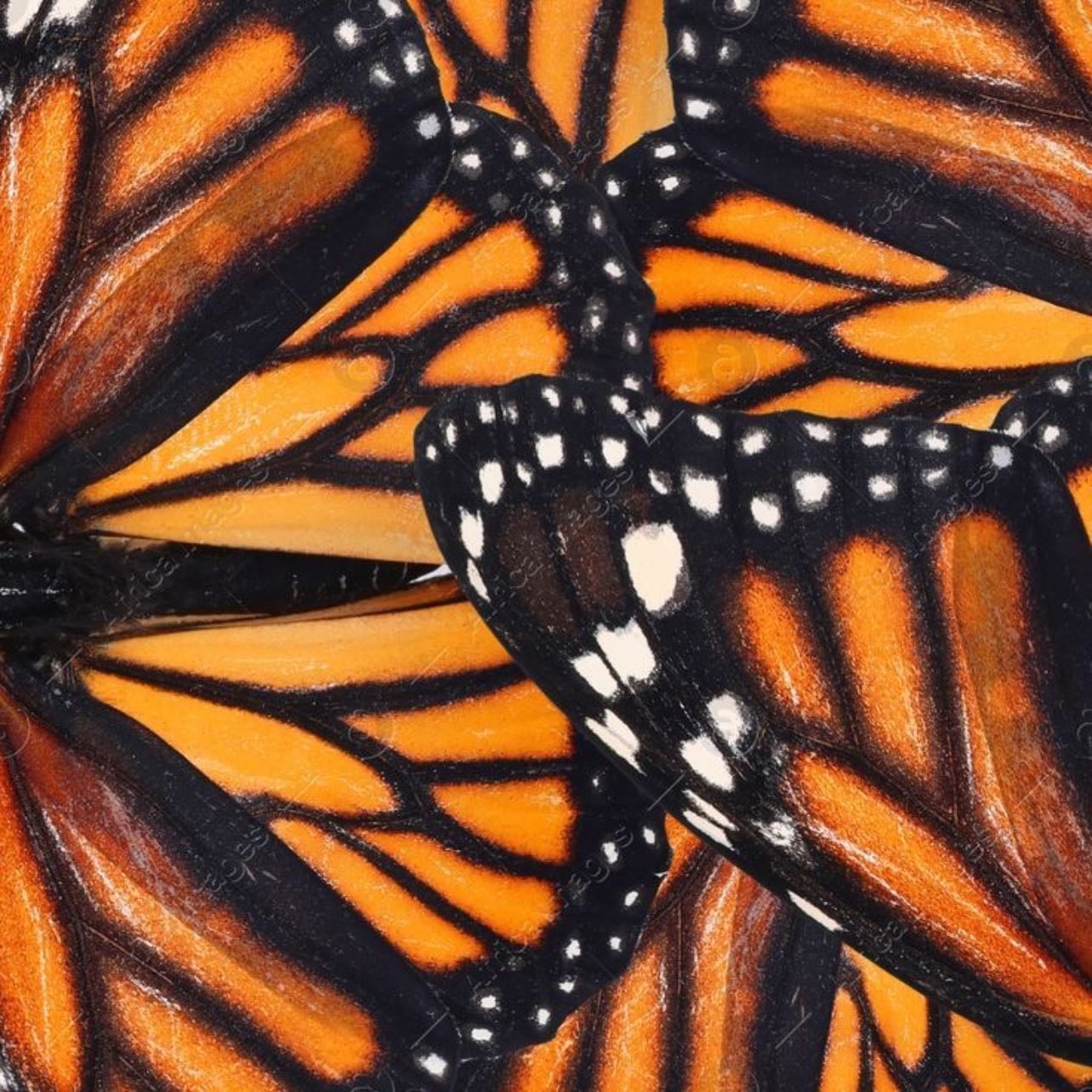 monarch butterfly - β J.