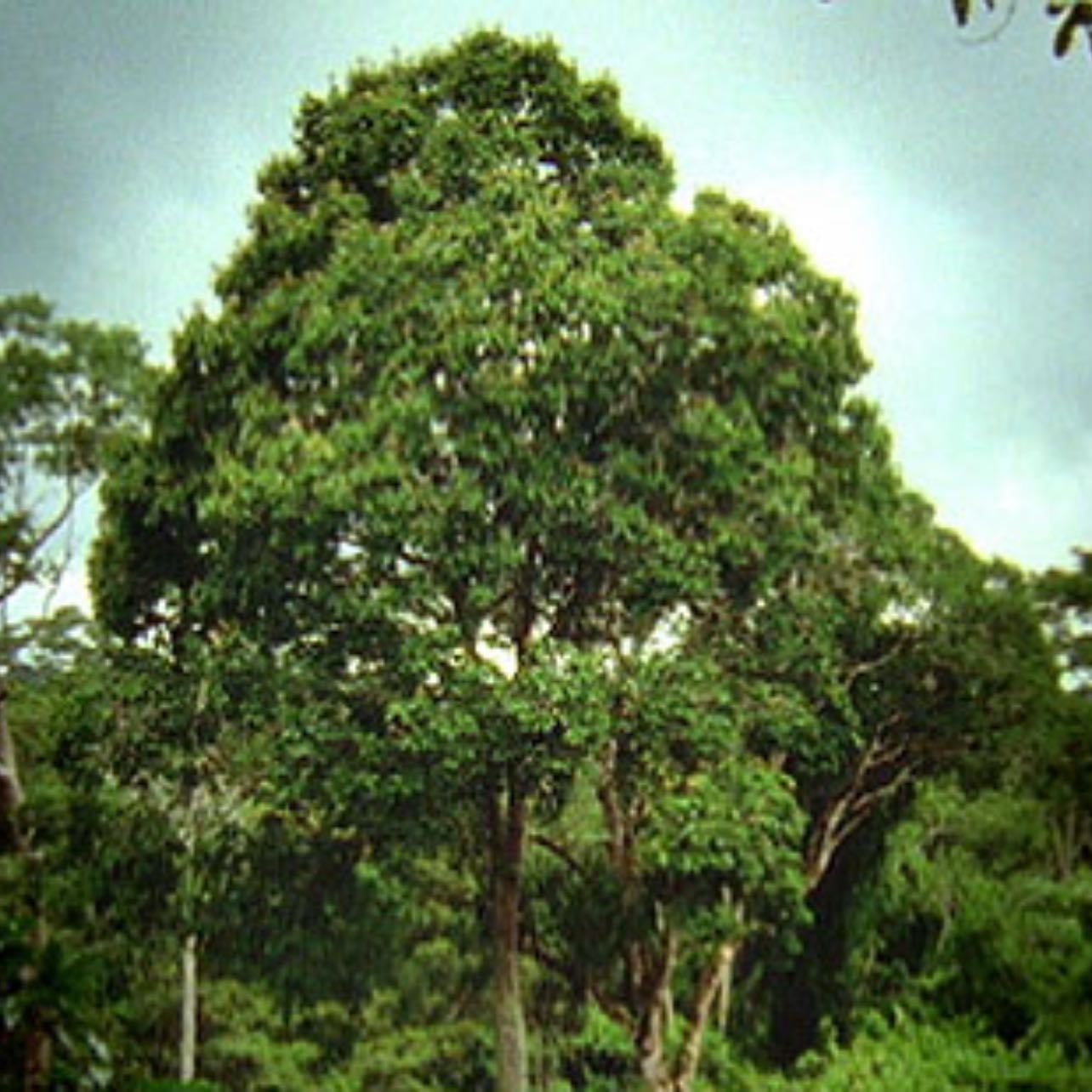 wander around the forest and name random trees - talk to them with their recently given ancient name.