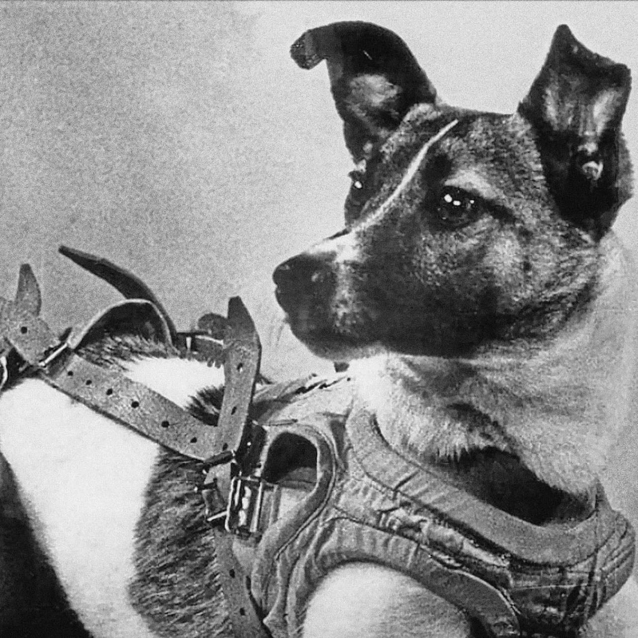 laika the space dog - space cadet of the stars, pet to no one. she deserved to see the whole galaxy from the backyard of a loving home, not from a small window of a rocket ship.