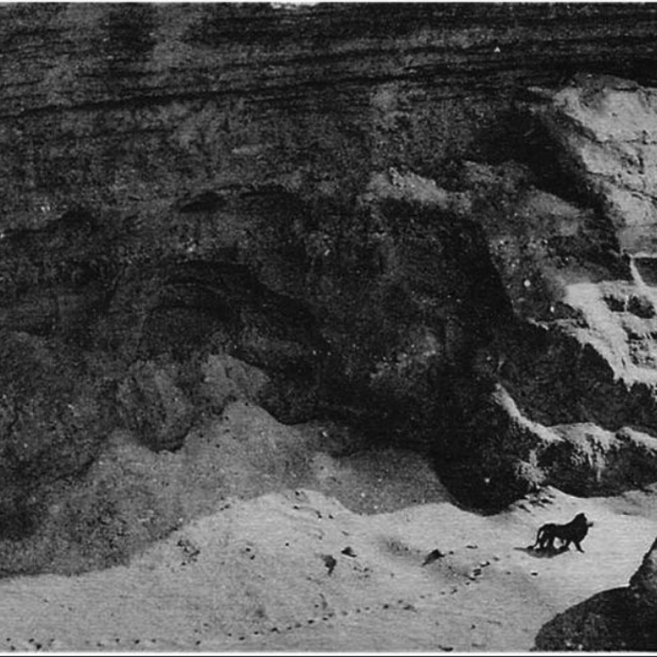 the last known photo of a wild atlas lion - also known as a barbary lion. taken from a plane during a flight in 1925. the lion is walking in a desert. it’s alone.